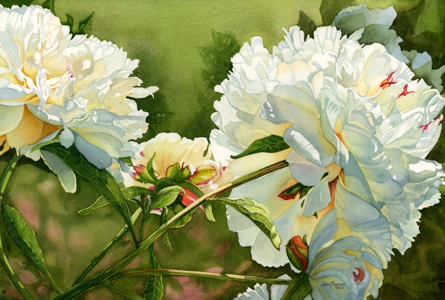 “Winter White Peony” karya Jane Freeman